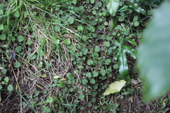 Brachyglottis sciadophila