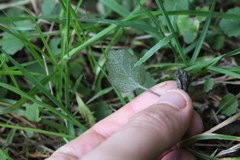 Brachyglottis sciadophila