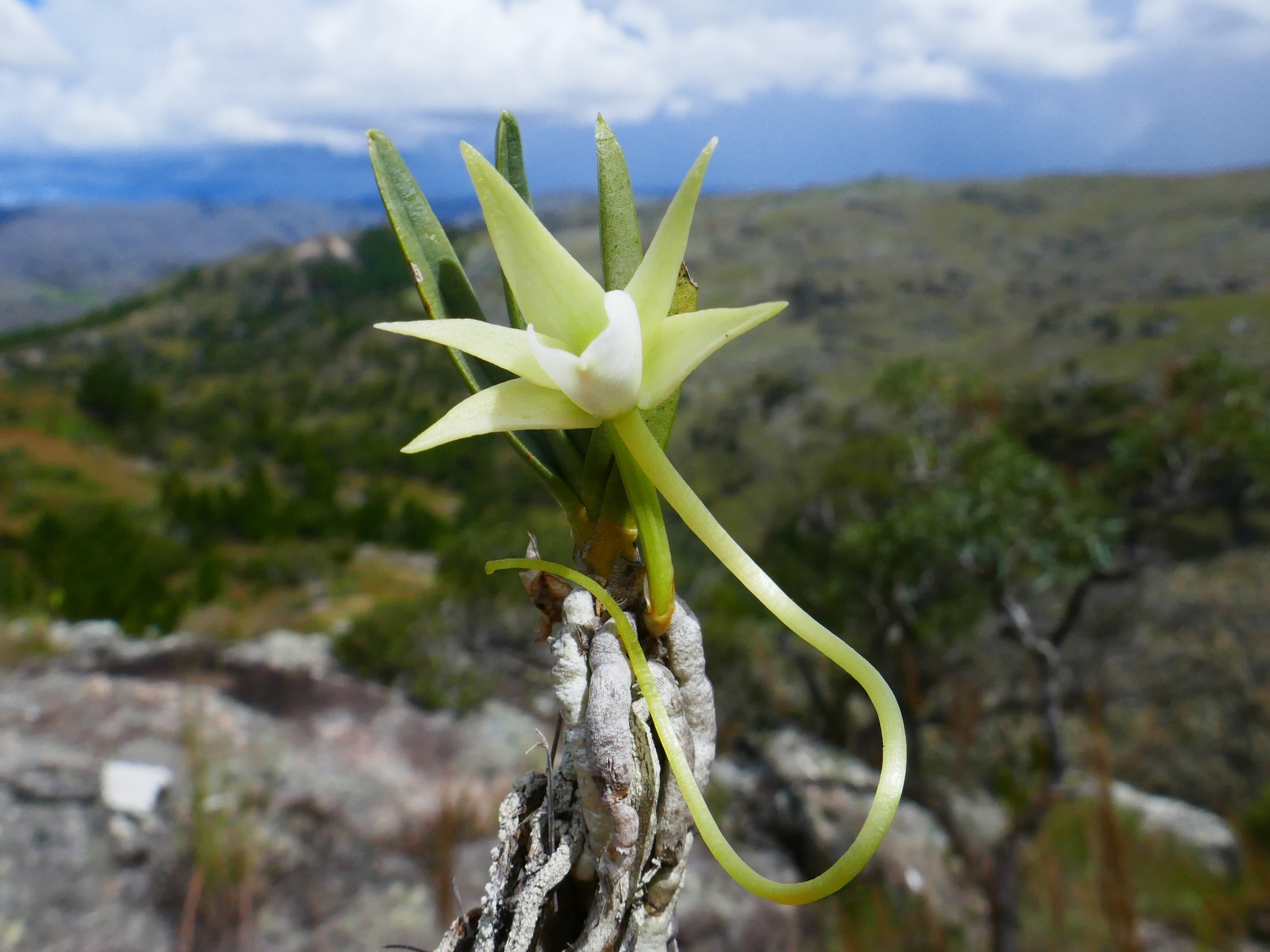 Angraecum didieri (Baill. ex Finet) Schltr. 2