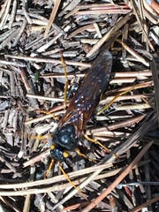 Urocerus flavicornis