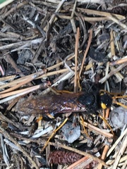 Urocerus flavicornis