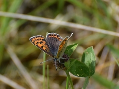Lycaena phlaeas