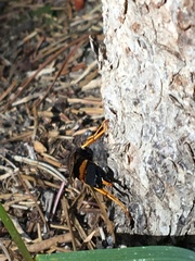 Urocerus flavicornis