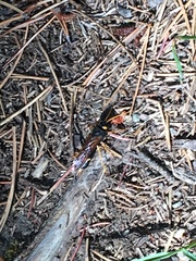 Urocerus flavicornis