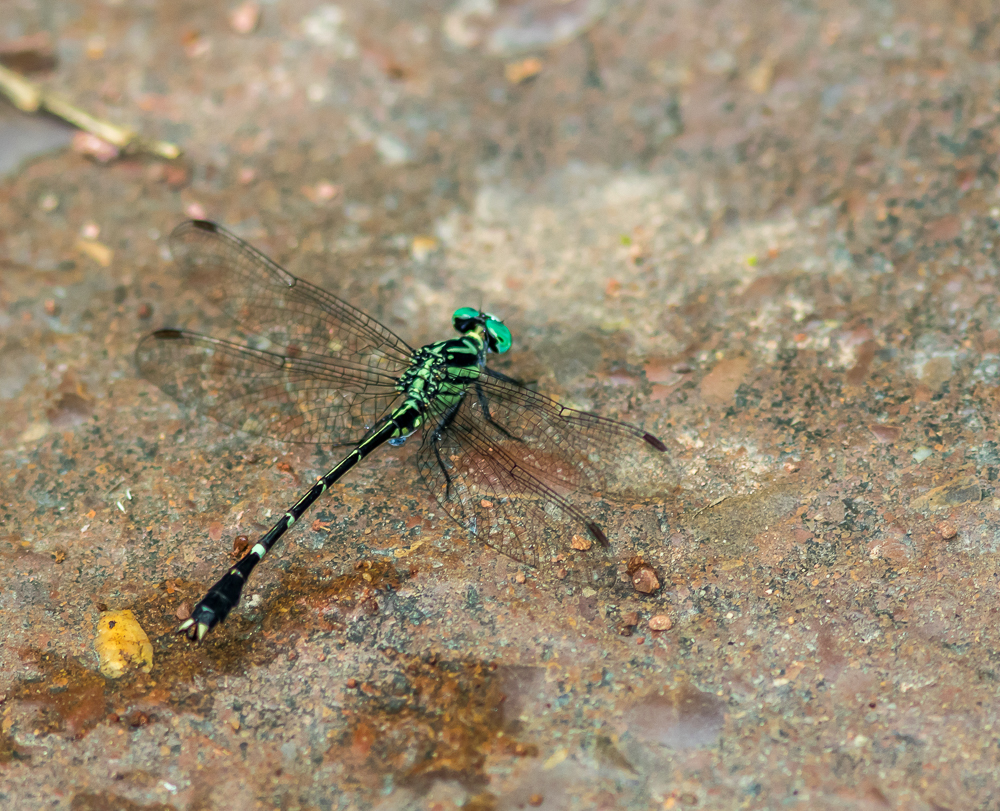 Microgomphus svihleri
