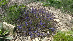 Veronica capsellicarpa