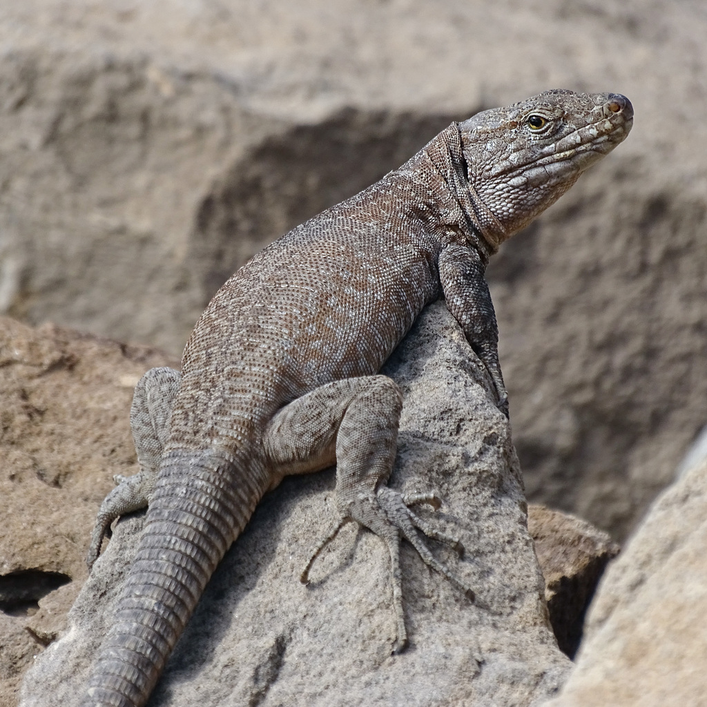 Canarian Spotted Lizard