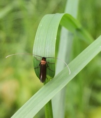 Cauchas rufimitrella