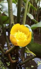 Nuphar japonica