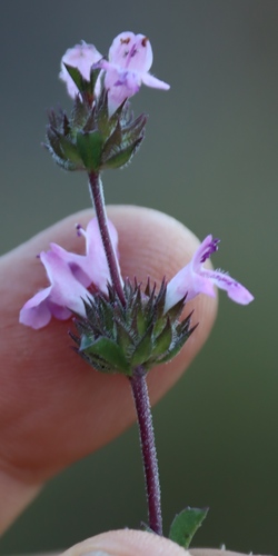 Image of Thyme-Leaved Savory (Satureja thymbra) by (c) Tony Rebelo, some rights reserved (CC BY-SA)