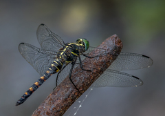 Onychothemis testacea