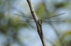 Onychothemis testacea