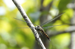 Onychothemis testacea