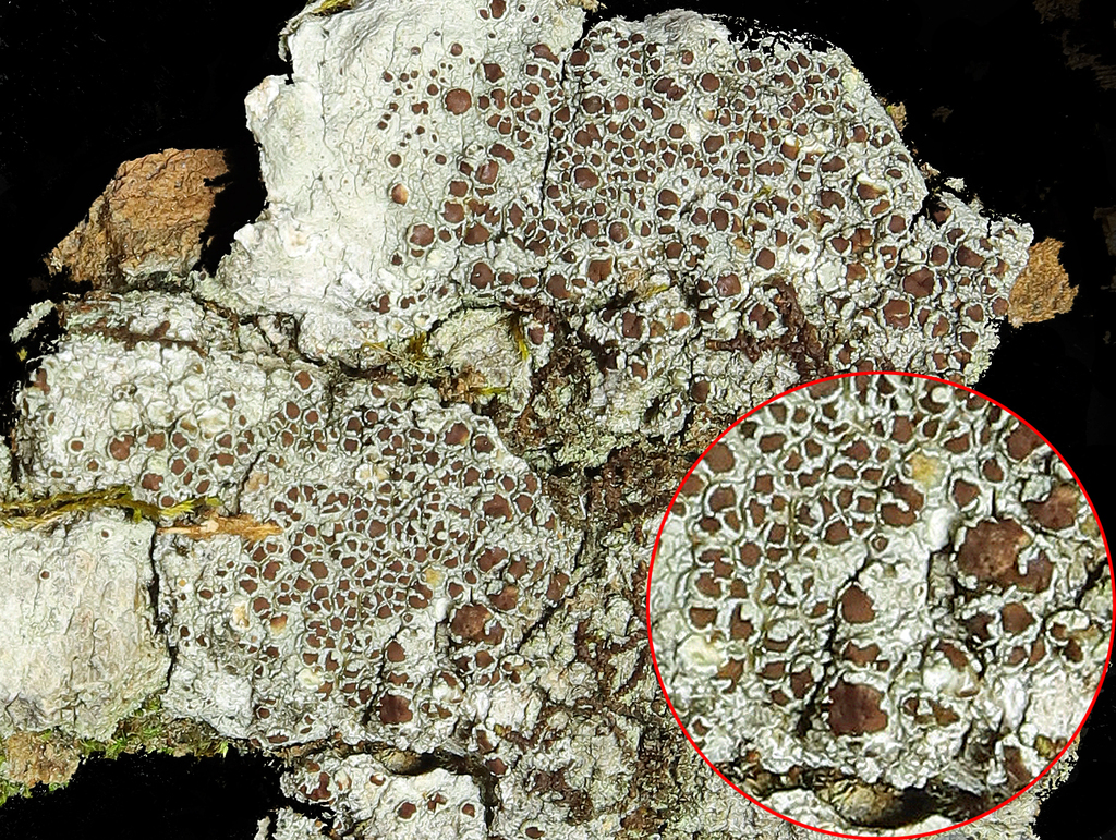 Beaded Rim-lichen