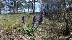 Ajuga orientalis