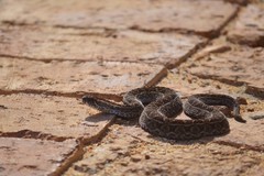 Bitis atropos