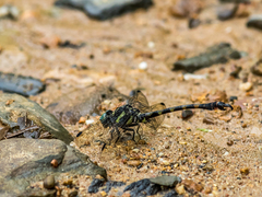 Paragomphus capricornis
