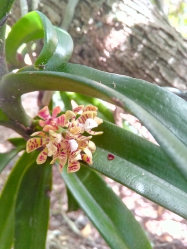 Acampe pachyglossa