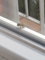 Apis mellifera