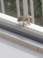 Apis mellifera