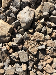 Bothroponera cavernosa