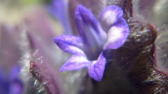 Ajuga orientalis