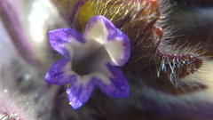 Ajuga orientalis