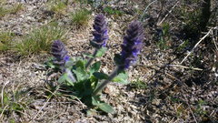 Ajuga orientalis