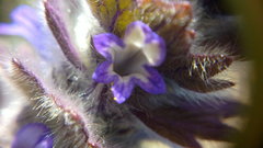 Ajuga orientalis