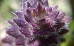 Ajuga orientalis