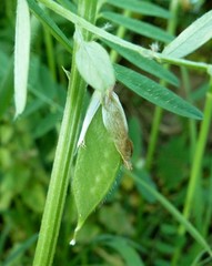 Vicia ciliatula
