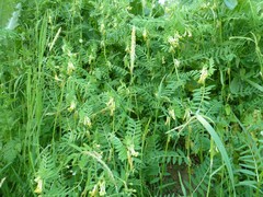 Vicia ciliatula