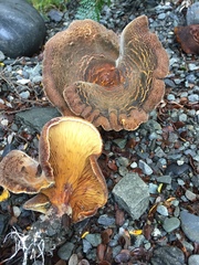 Austropaxillus squarrosus