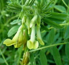 Vicia ciliatula