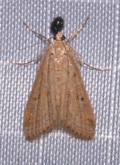 Parapoynx allionealis