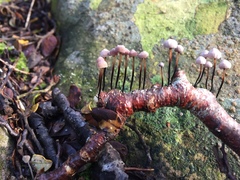 Marasmius gelatinosipes