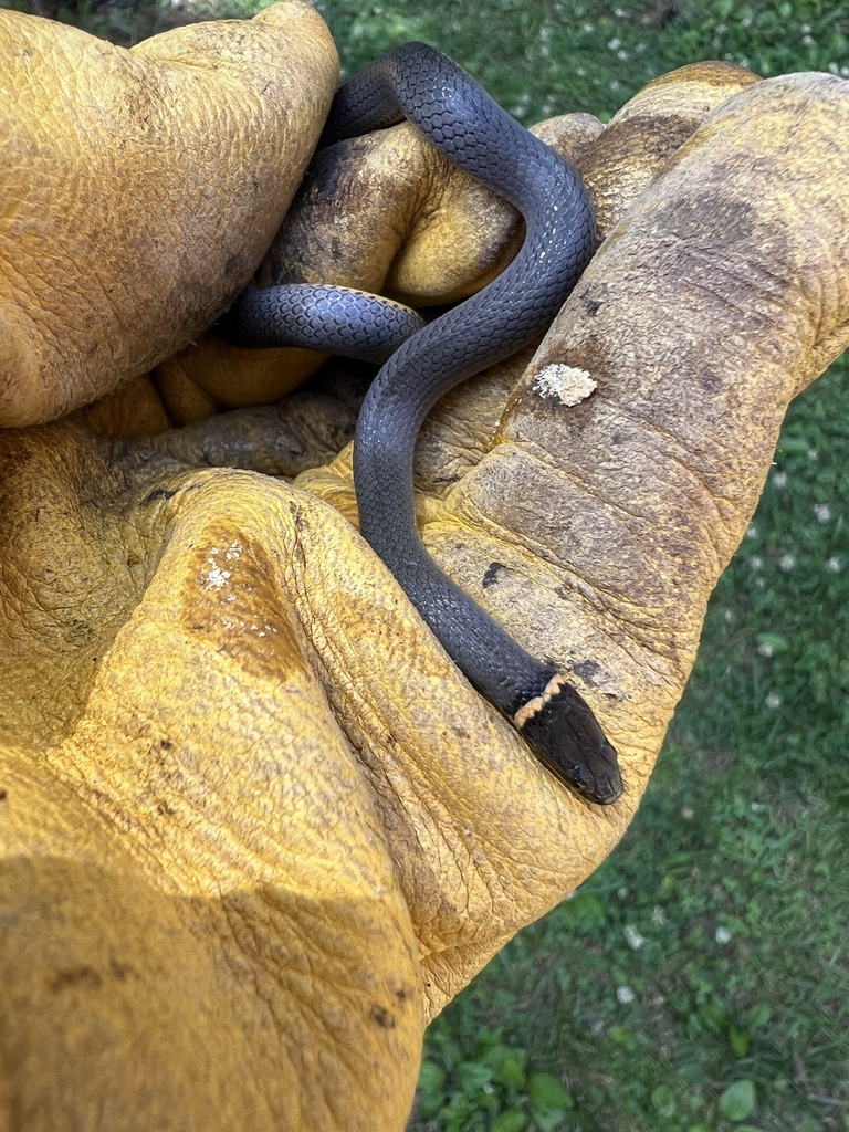 ring-necked snake from Rome on May 16, 2024 at 02:17 PM by okinney ...