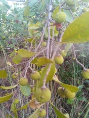 Rhopalocarpus