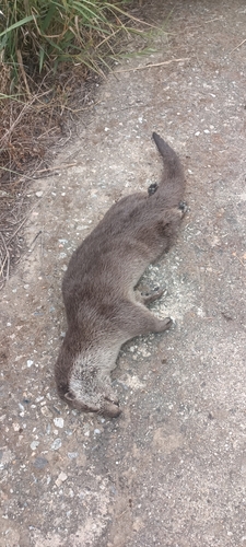 ユーラシアカワウソ