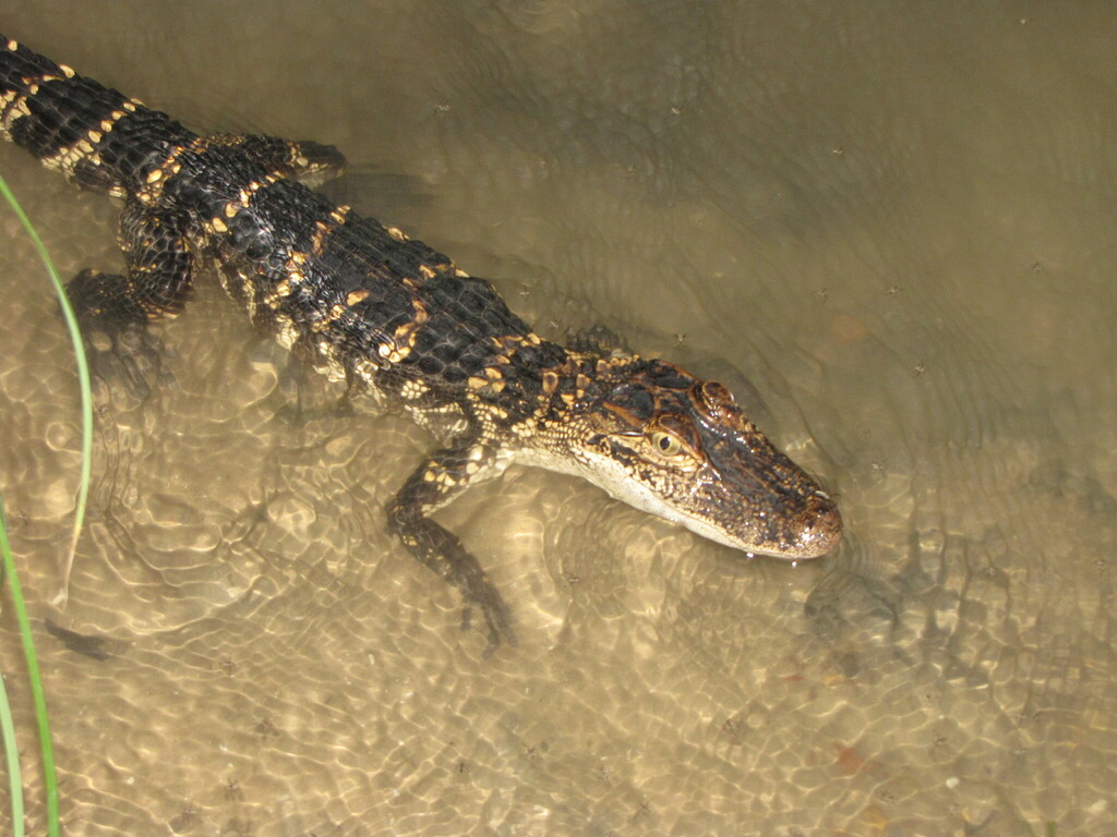 American Alligator from San Marcos River, Gonzales, TX, US on April 27