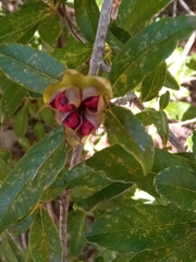 Tetracera