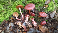 Cortinarius cardinalis