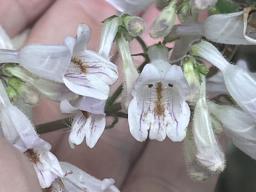 short-sepaled beardtongue (Penstemon brevisepalus)