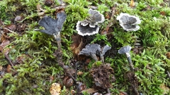 Phellodon maliensis