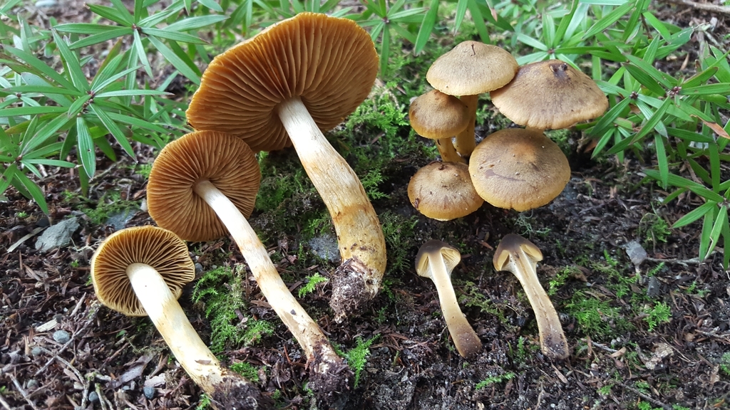Cortinarius sp. 'Maruia'