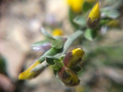 Genista albida