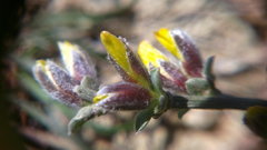 Genista albida