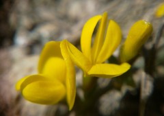 Genista albida