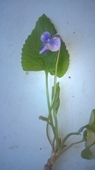 Viola selkirkii