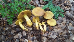 Cortinarius canarius
